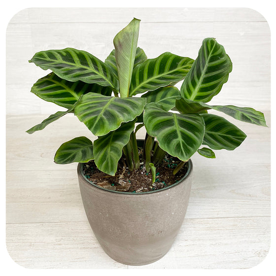 Calathea 'Zebrina’