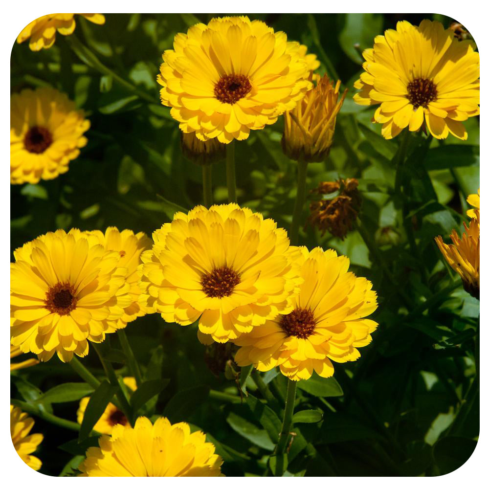 Calendula