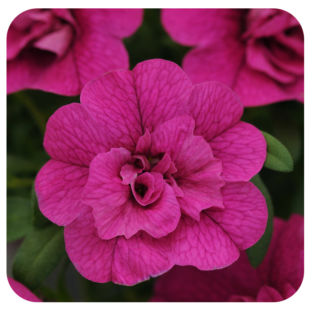 Calibrachoa (Mini-Petunia/ Million Bells)