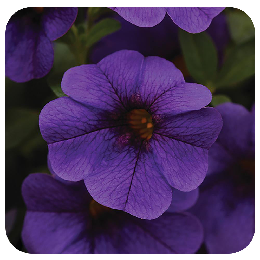 Calibrachoa (Mini-Petunia/ Million Bells)