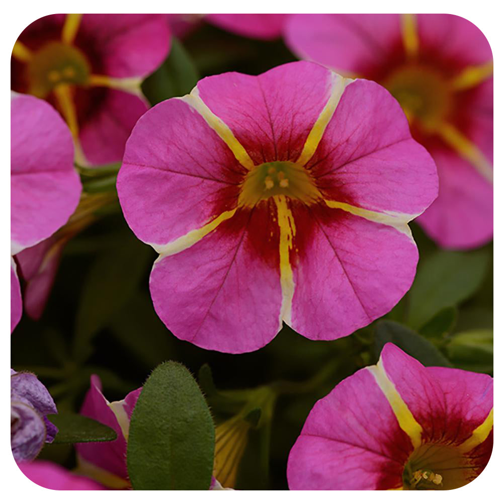 Calibrachoa (Mini-Petunia/ Million Bells)