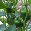 Pepper California Wonder  Bell - Organic