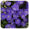 Campanula carpatica ‘Pearl Deep Blue’ (Carpathian Bellflower)