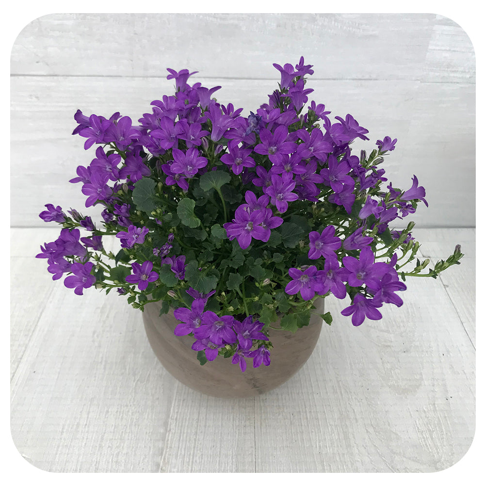 campanula plant in pots Campanula 4" pots
