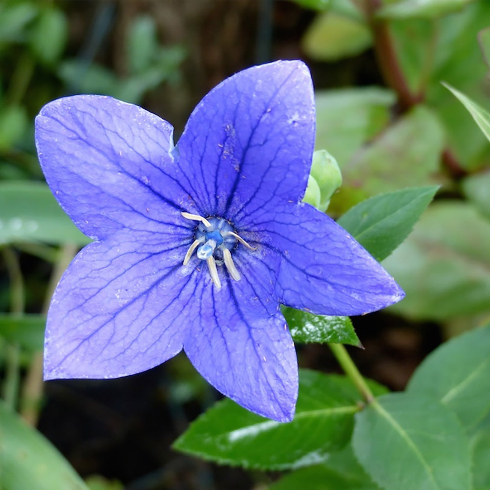Campanula persicifolia ‘Takion Blue’ (Peachleaf Bellflower)