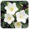 Campanula carpatica ‘Pearl White’ (Carpathian Bellflower)