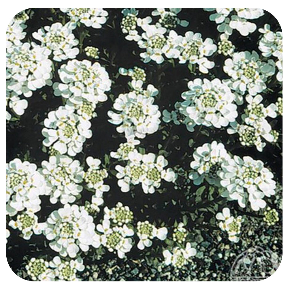 Iberis sempervirens ‘Purity’ (Candytuft)