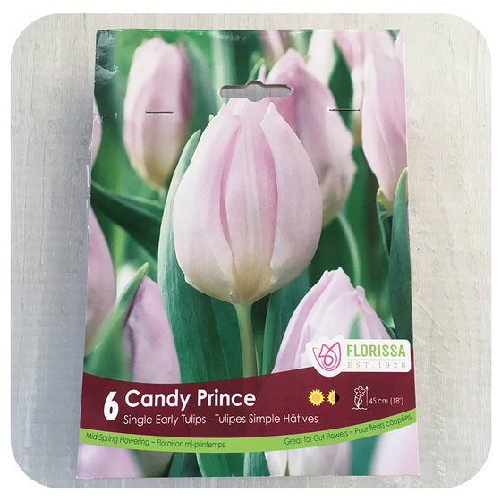 Tulip 'Candy Prince'