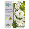 Candytuft Snowflake Seeds