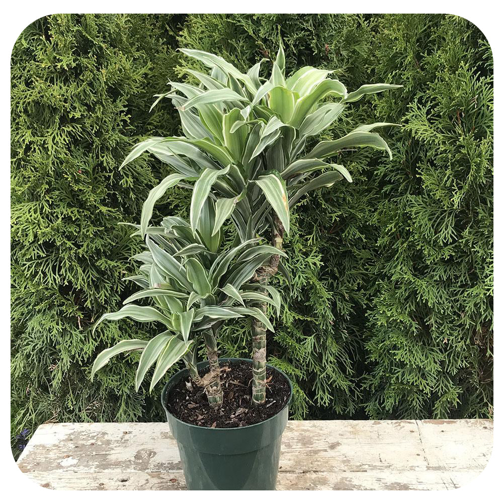 6” Dracaena White Jewel Cane