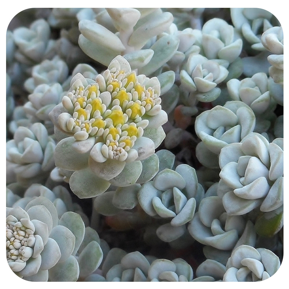 Sedum spathulifolium 'Cape Blanco'