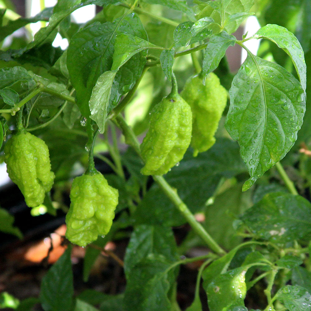 Carolina Reaper HOT Pepper