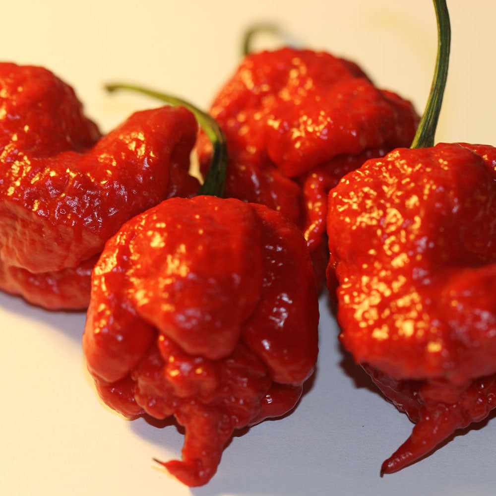 Carolina Reaper HOT Pepper