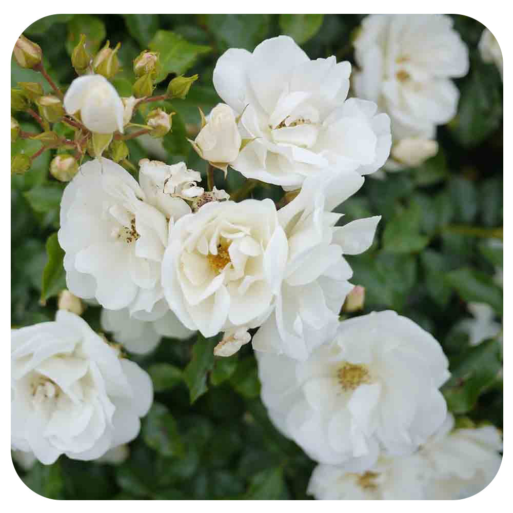 Flower Carpet Groundcover Rose - White