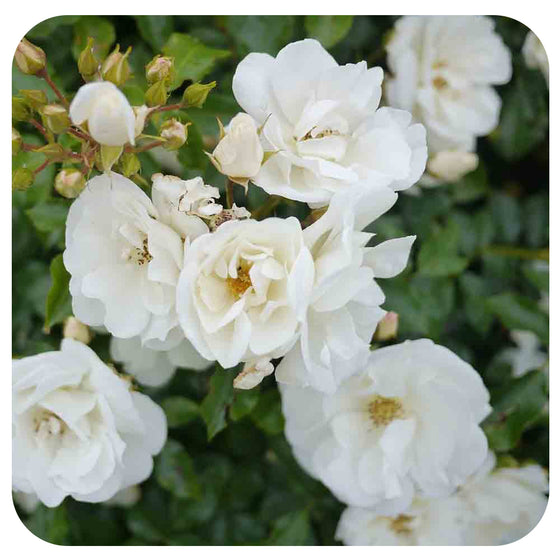 Flower Carpet Groundcover Rose - White