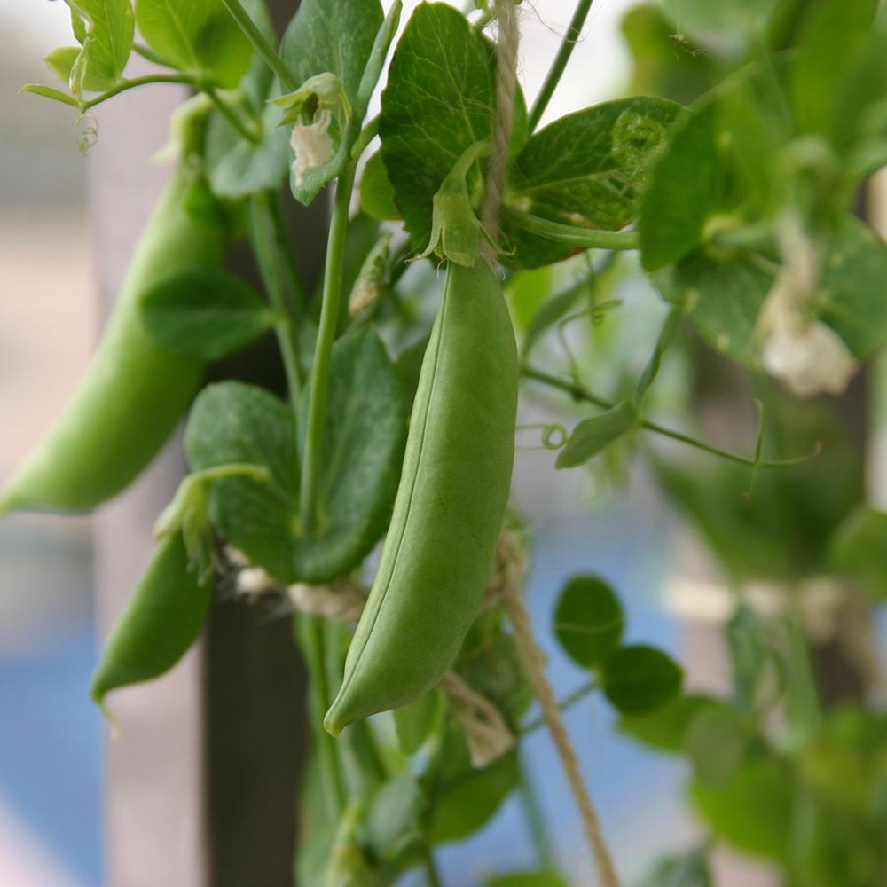 Snap Peas