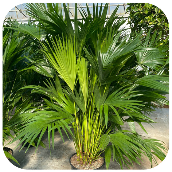 Chinese Fan  Palm