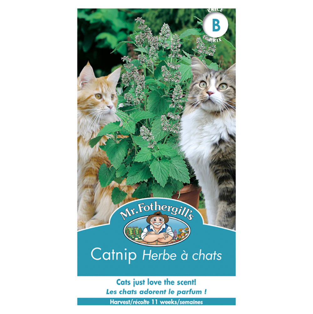 Catnip Seeds