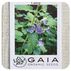 Catnip Seeds (Organic)