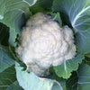 Cauliflower- Organic