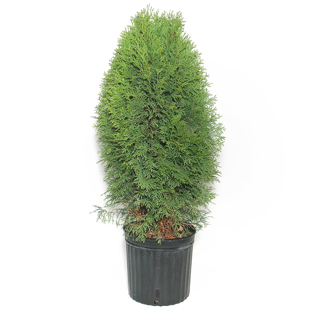 Potted Emerald Cedar