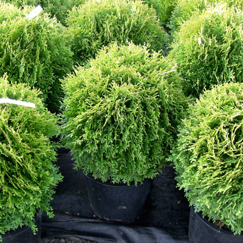 Globe Cedar (Thuja Occidentalis)