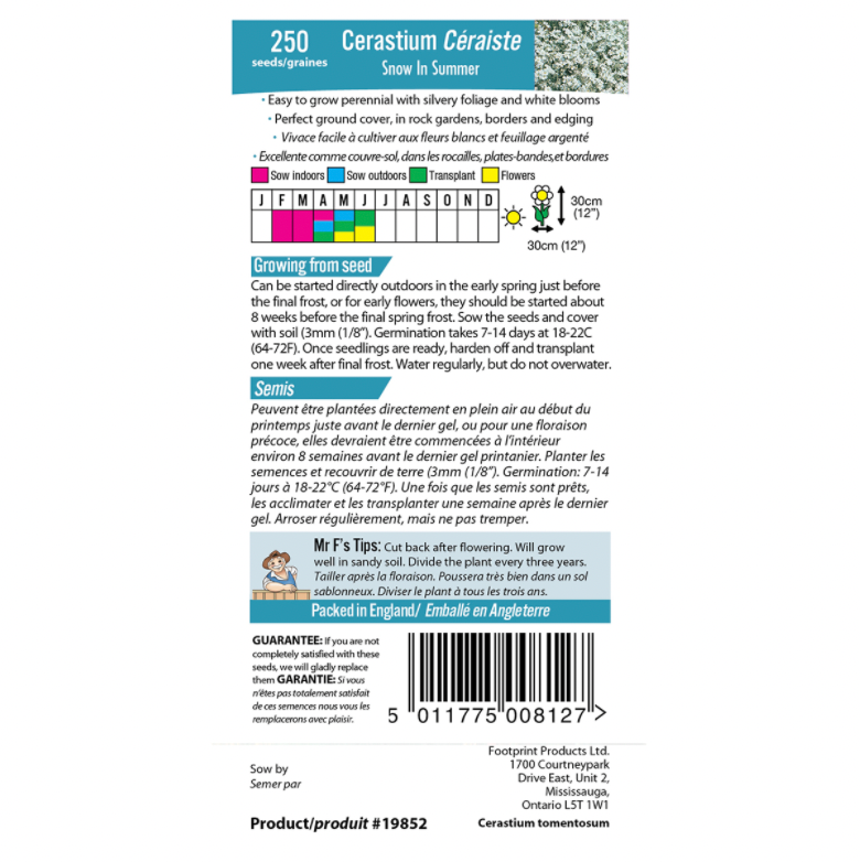 Cerastium 'Snow in Summer' Seeds