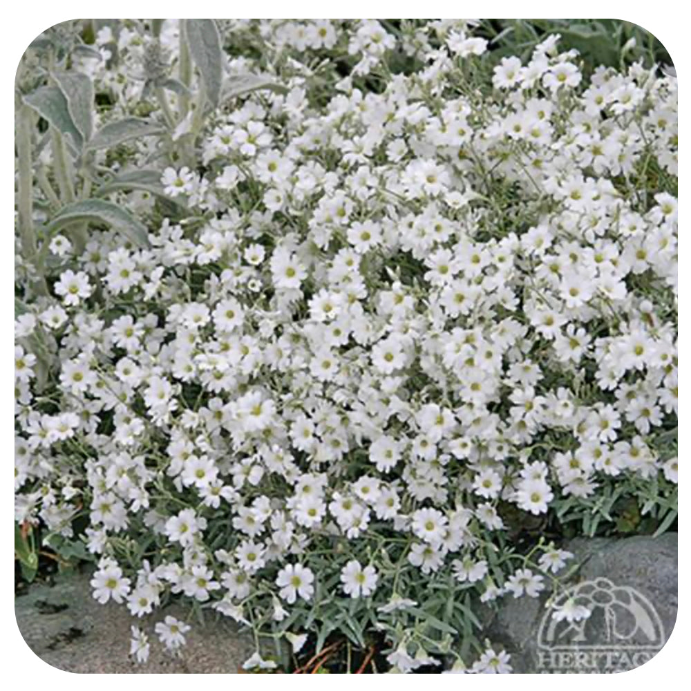 Cerastium tormentosum (Snow in Summer)
