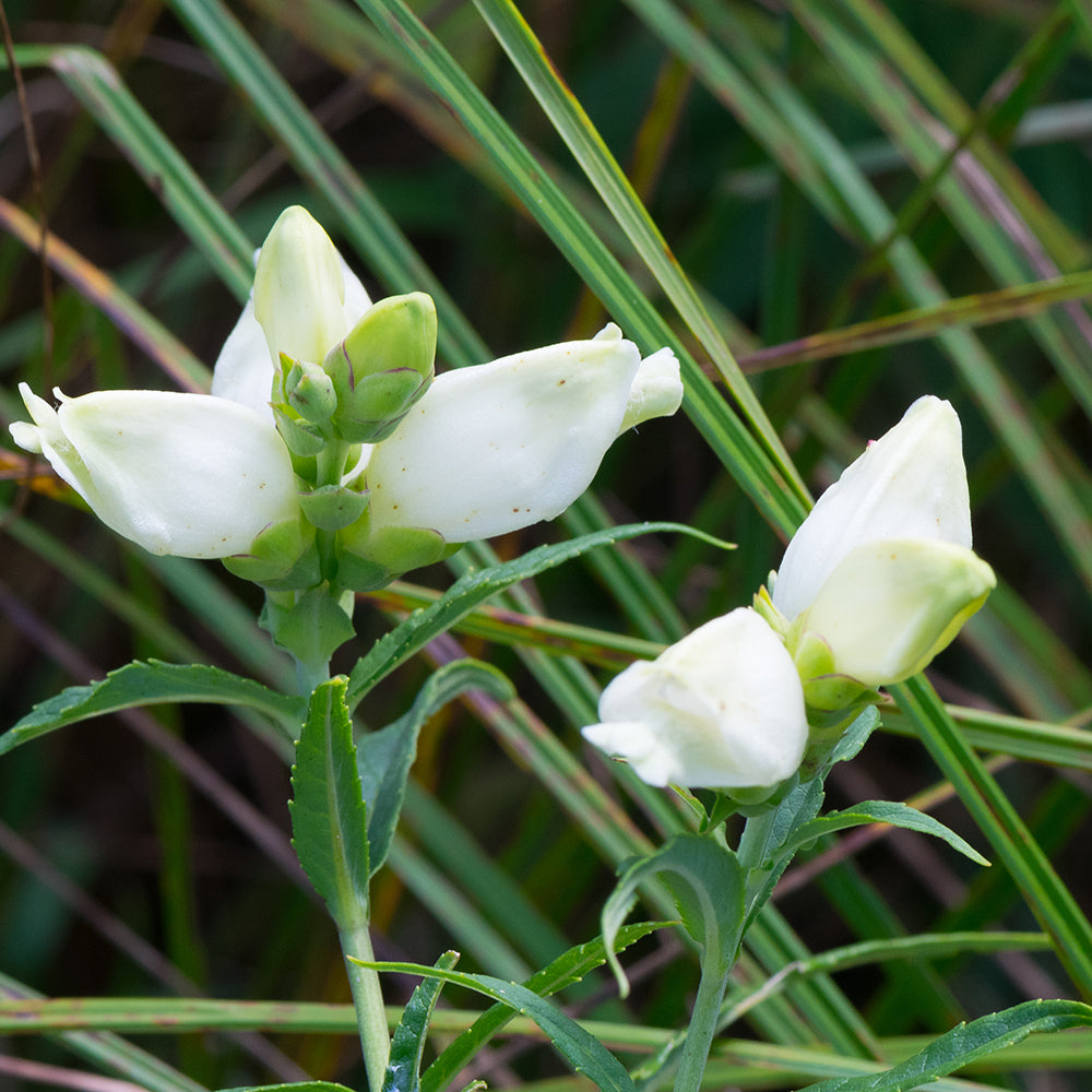 Turtlehead (Chelone glabra) NATIVE PERENNIAL