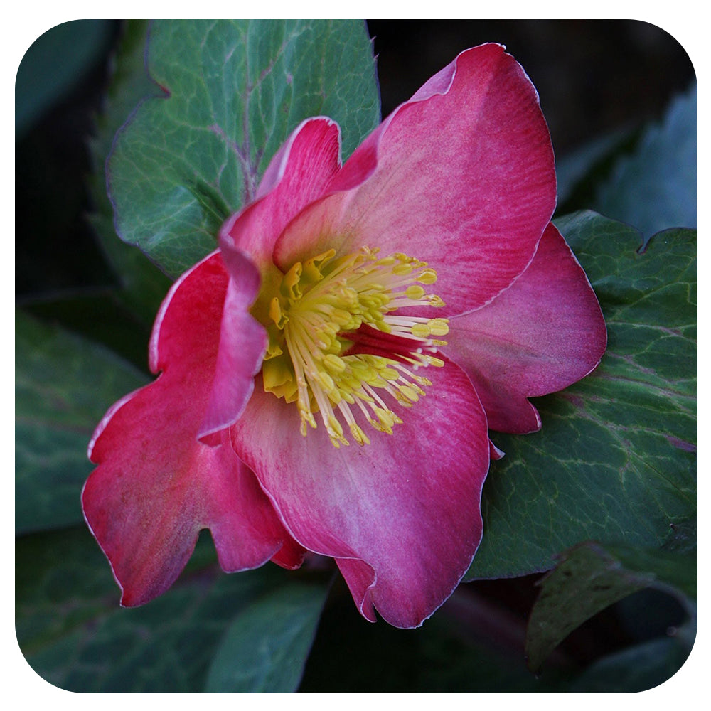 Helleborus ‘Cheryl's Shine’ (Lenten Rose)