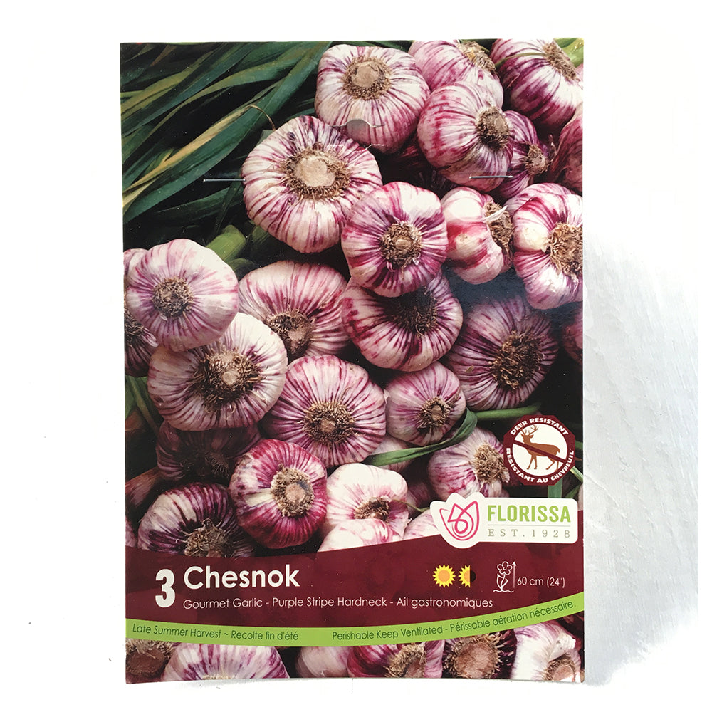 Garlic 'Chesnok' (Red)