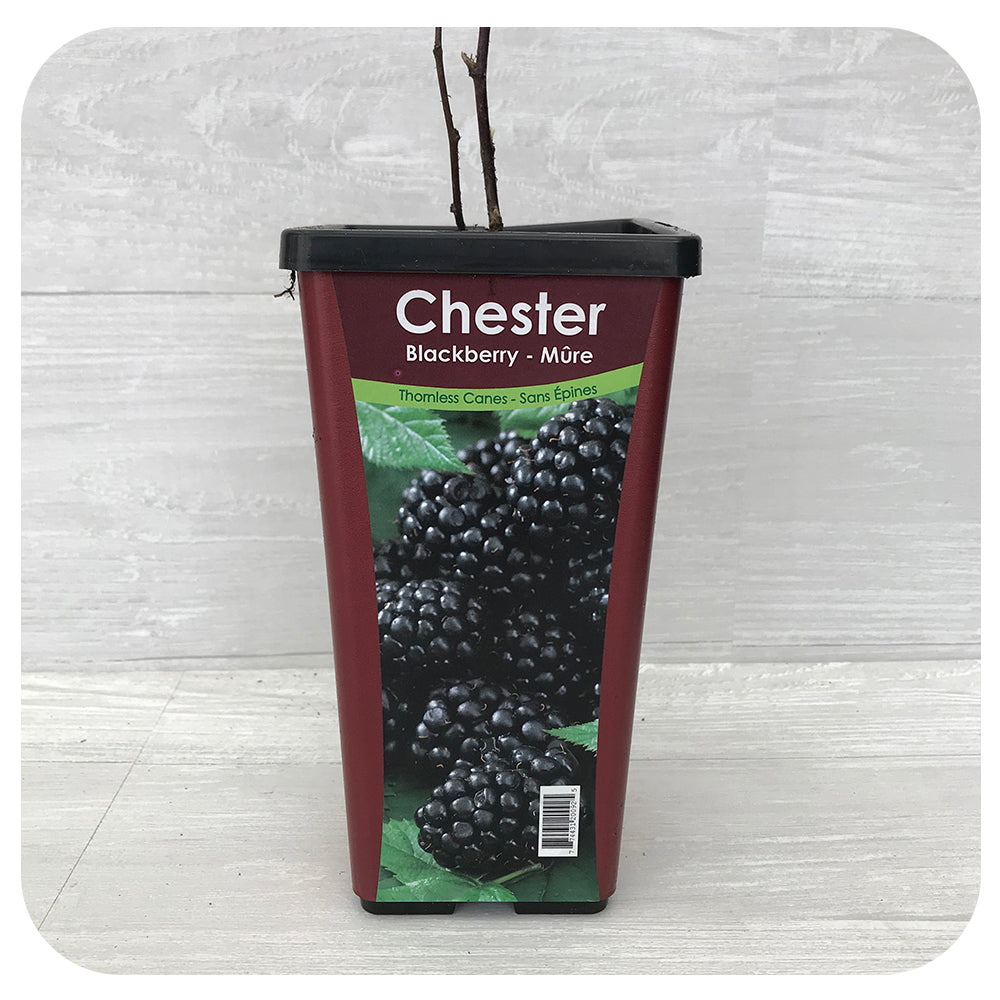Blackberry – Chester