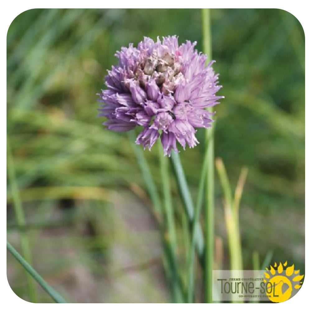 Chives Seeds (Mr. Fothergill's)