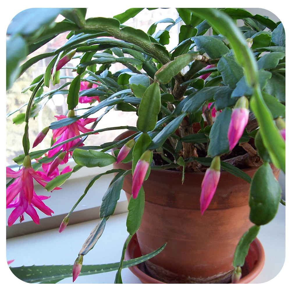 Christmas Cactus (Zygocactus)