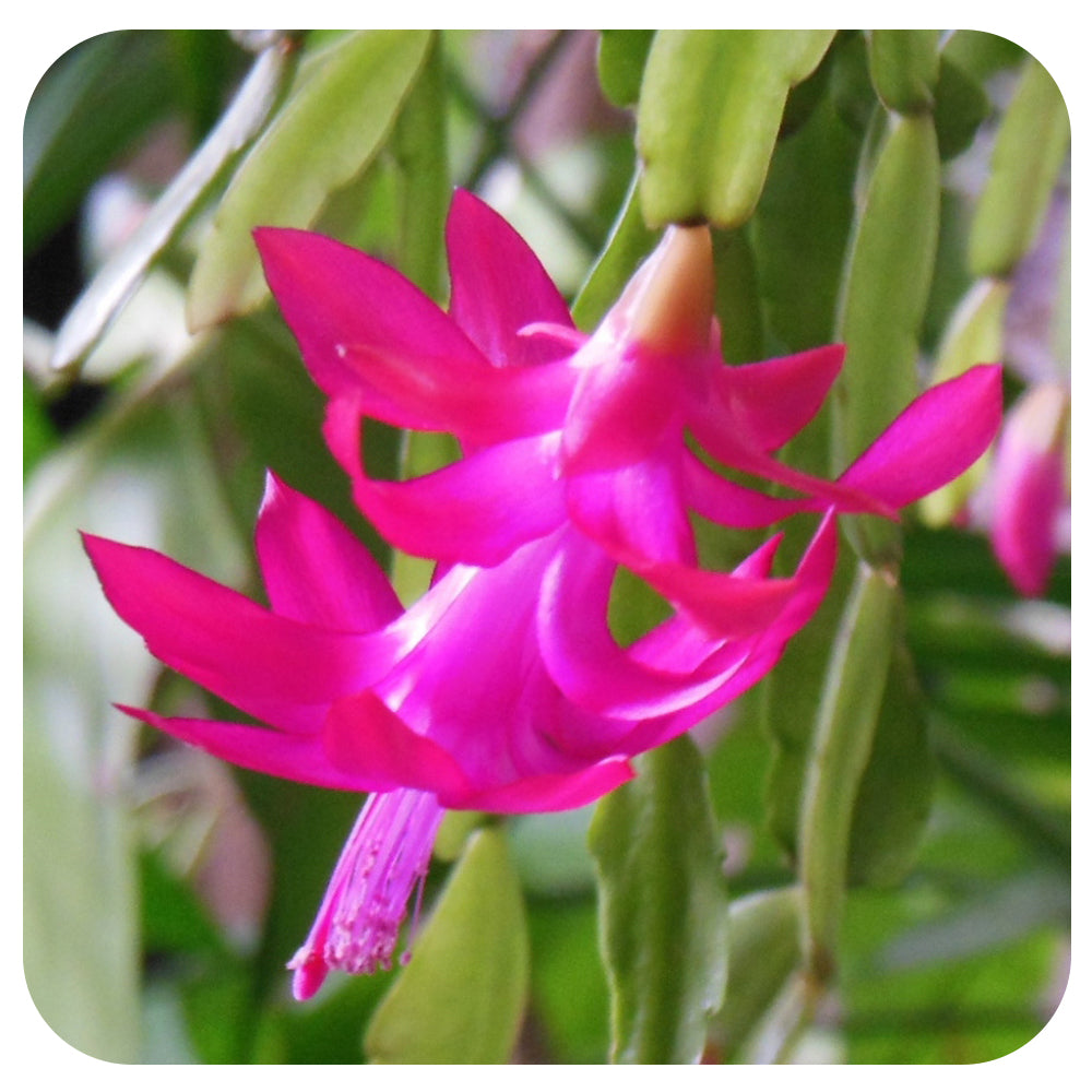 Christmas Cactus (Zygocactus)