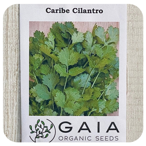 Cilantro Caribe Seeds (Organic)