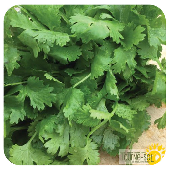 Cilantro 'Santo' Seeds (Past Expiration Date)
