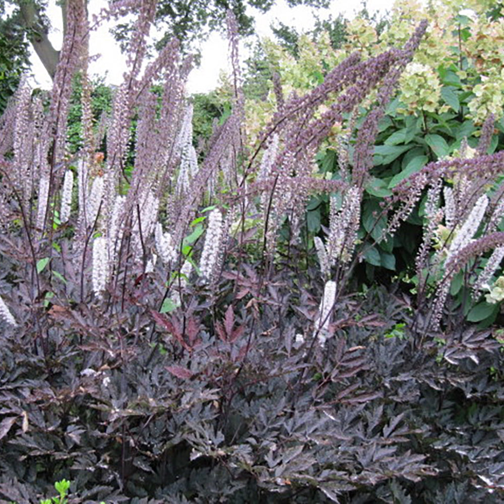 Cimicifuga simplex ‘Hillside Black Beauty' (Black Bugbane)