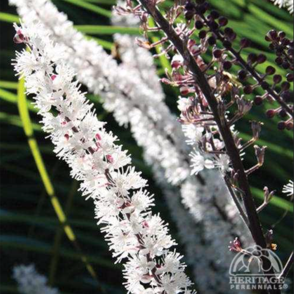 Cimicifuga ‘Chocoholic' (Bugbane)
