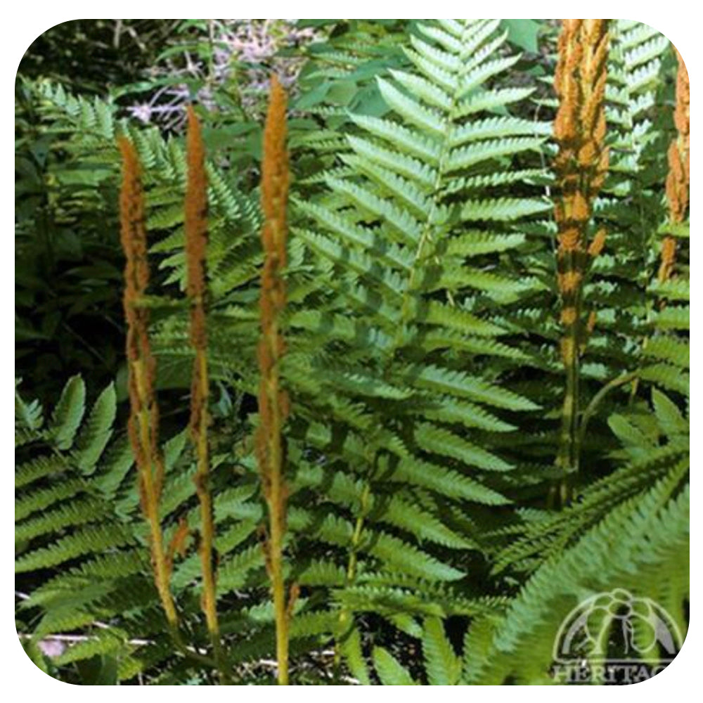 Cinnamon Fern (Osmunda cinnamomea) NATIVE PERENNIAL