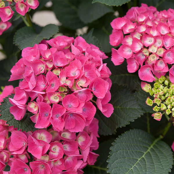 Hydrangea Cityline Paris by Proven Winners - Davenport Garden Centre