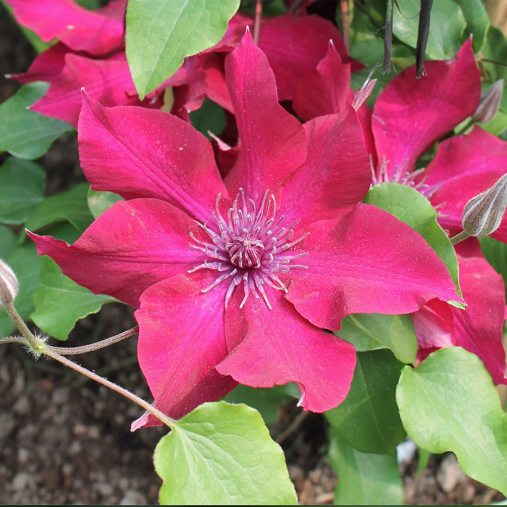 Clematis 'Acropolis'