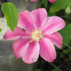 Clematis 'Boulevard Neva'