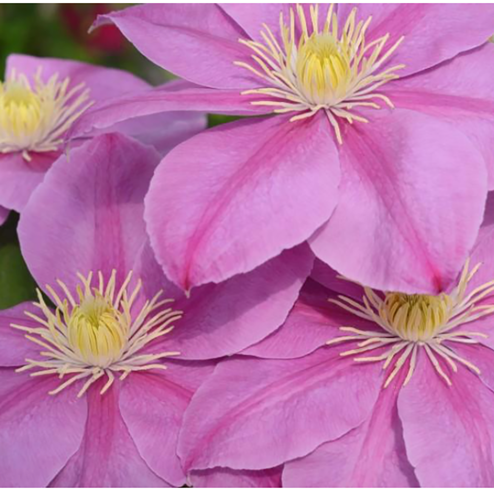 Clematis ‘Alaina’ by Raymond Evison