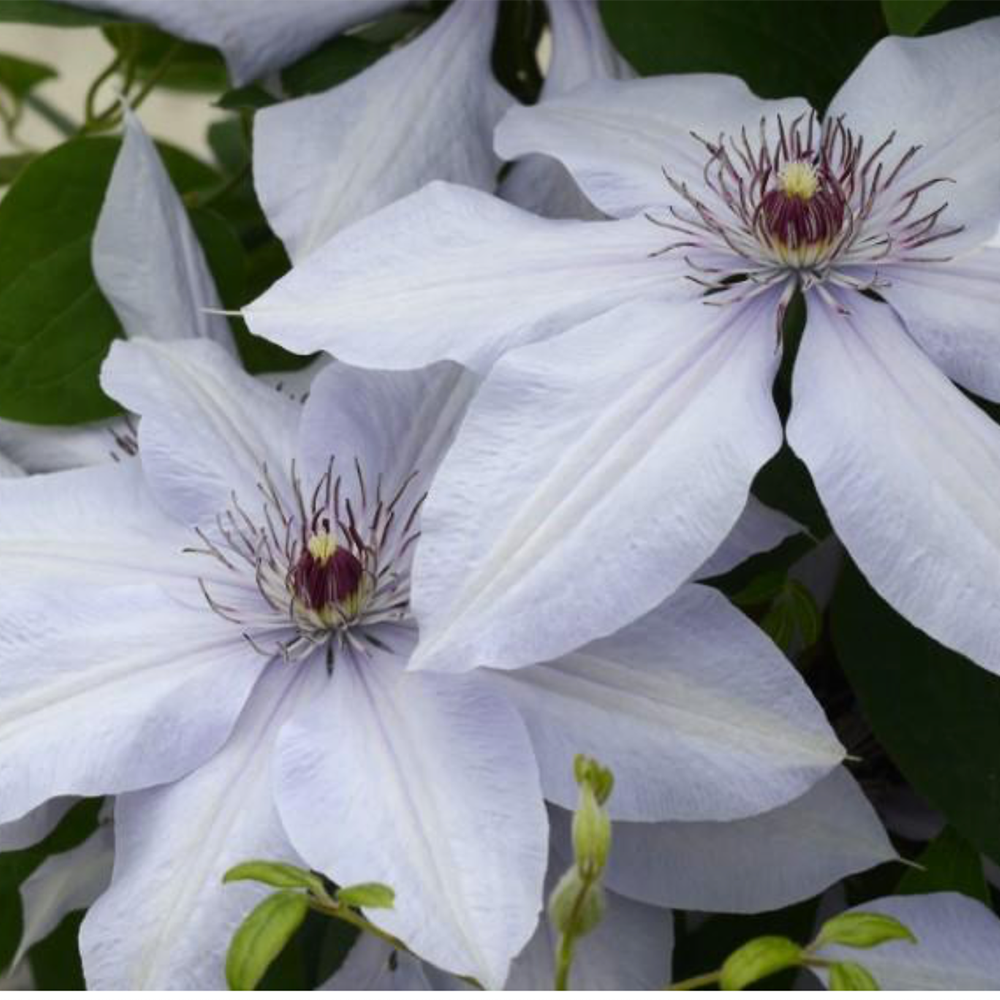 Clematis 'Bernadine'