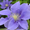 Clematis Olympia by Raymond Evison