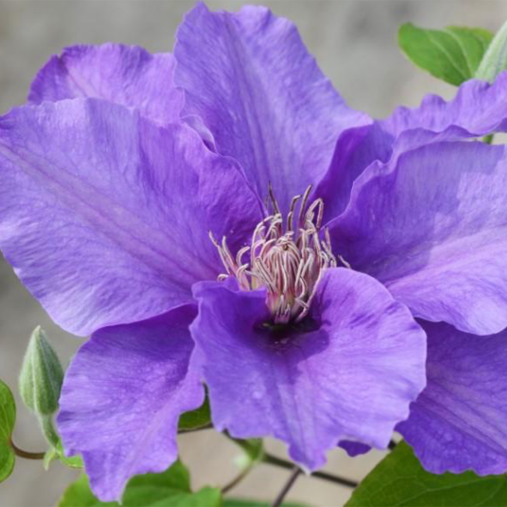 Clematis 'Sacha'