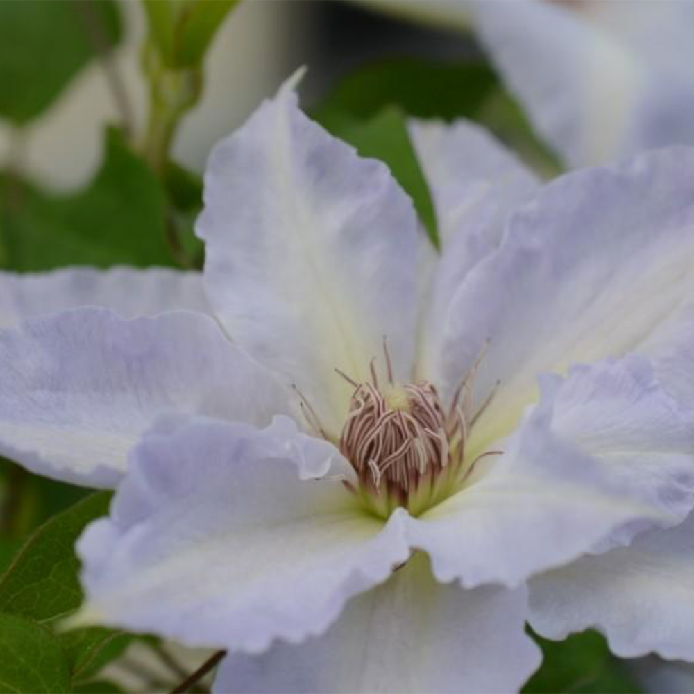 Clematis 'Tranquilite'