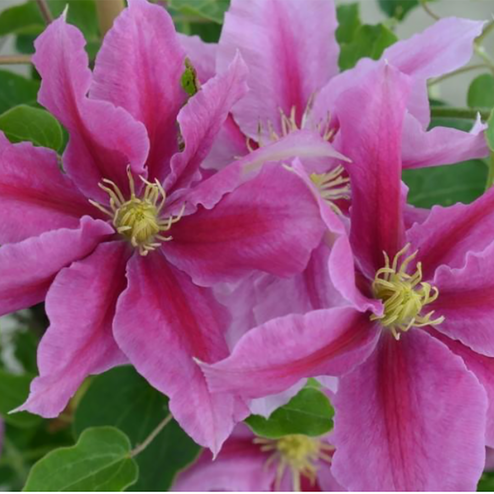 Clematis Vicki by Raymond Evison