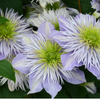Clematis Crystal Fountain by Raymond Evison